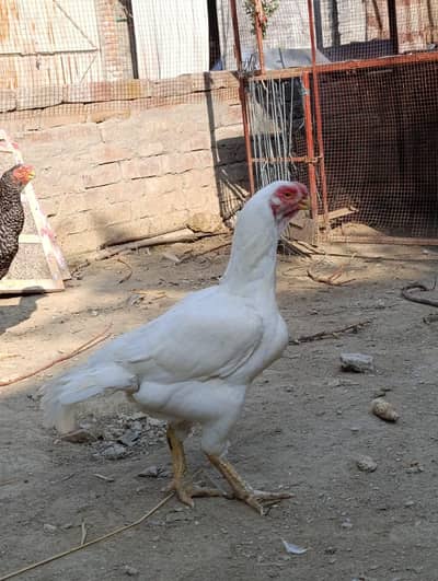 top line Tamil naidu parrot beak female