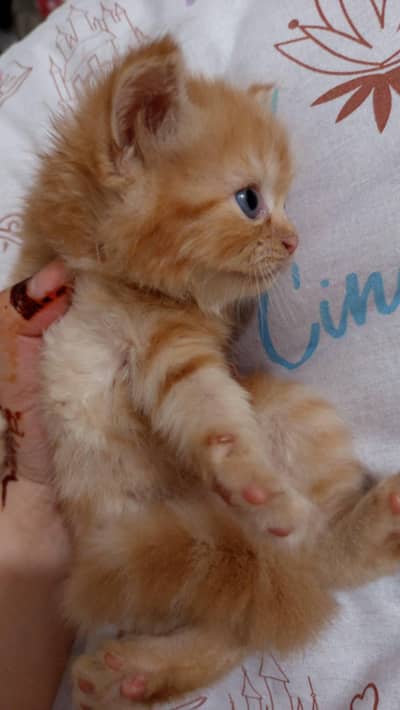 Two beautiful Persian kittens for sale