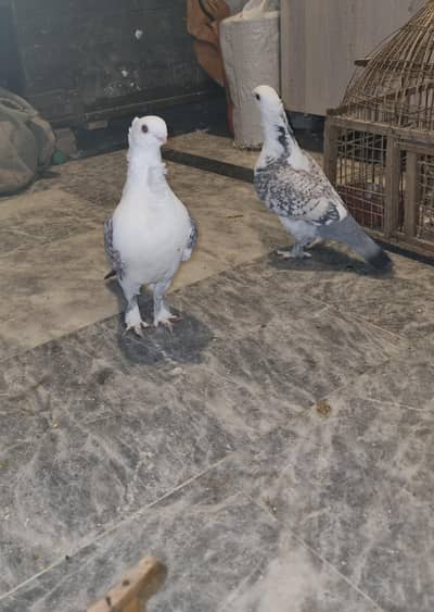 Sentinent pigeon pair for sale