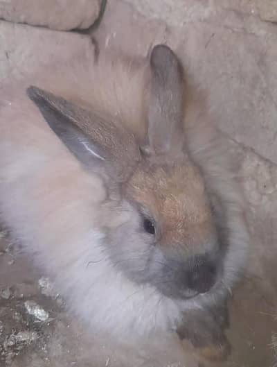 Angora female rabbit urgent sale
