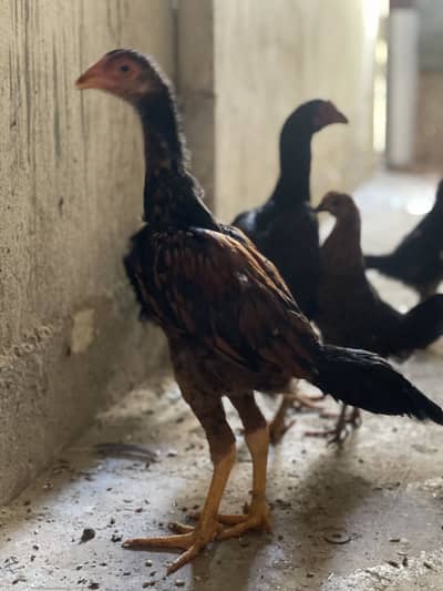 Aseel Aur misri Pathe