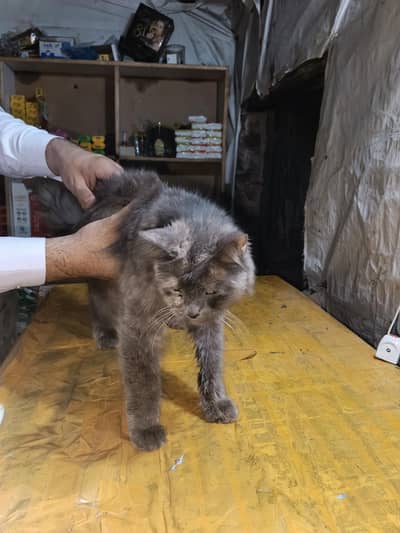 cat urgent sale Kani ha