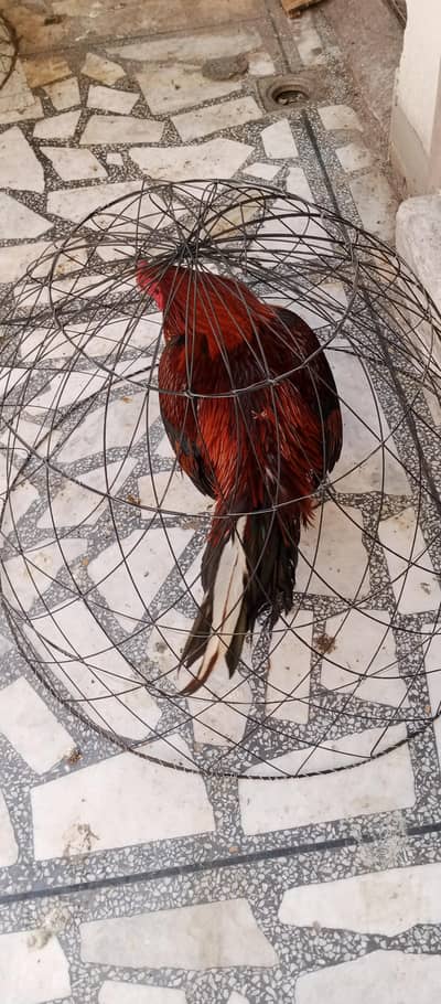 aseel Sindhi pure murgha