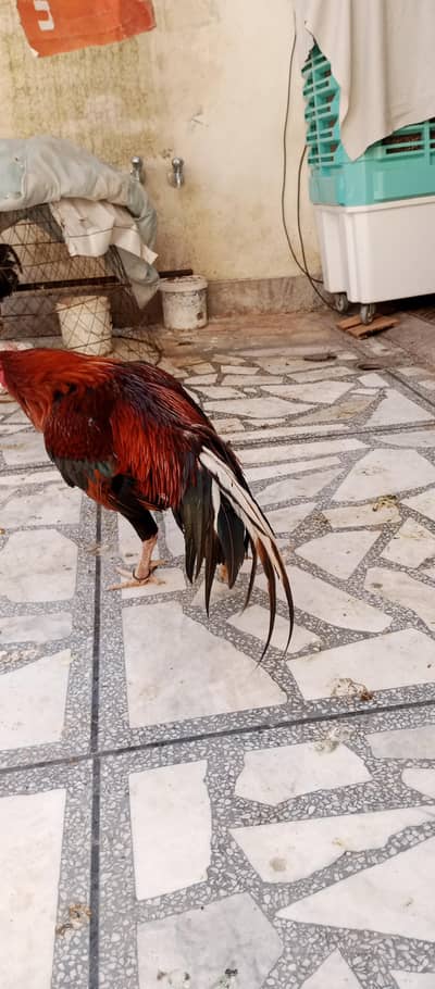 aseel Sindhi pure murgha