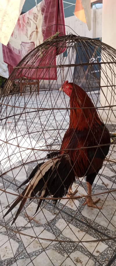 aseel Sindhi pure murgha