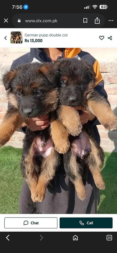 German puppy double cot