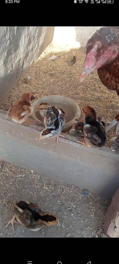 aseel chicks for sale