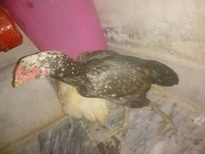 Aseel hen outsatnding thing.