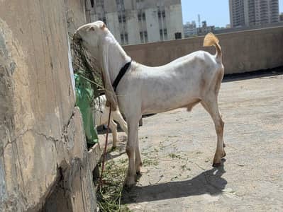 Gulabi bakra for sale