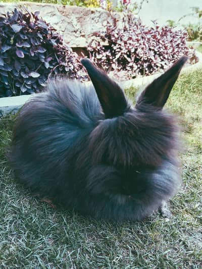 English angora