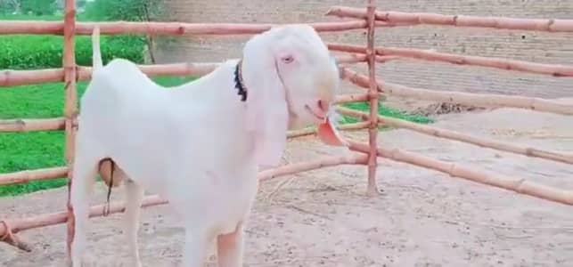 Qurbani ke Liye Bakra for sale. + 03298995343