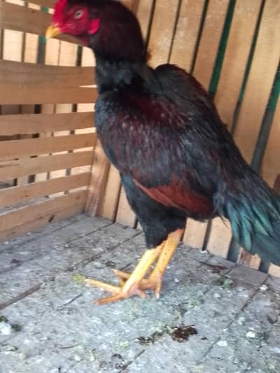 bhai ya murga do maidan  ki bazi jeeta hai