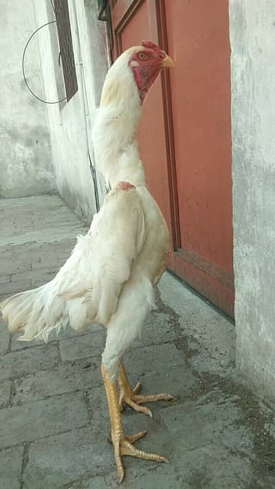 pure white o shamo male swig neck