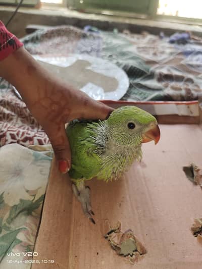 baby chicks parrot 2