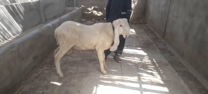 Breader Kajla Dumba (Sargodha)