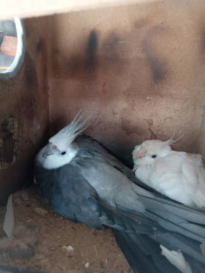 cocktails breeder pair for sale eggs n box