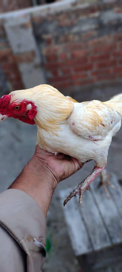 zero size ko Shamu quality Bird fully healthy and active. Rs. 8500.