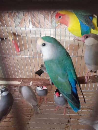 Love birds and java breeder pairs