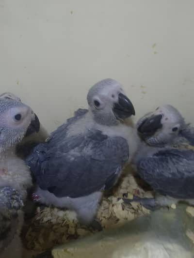 African Gray parrot chick's