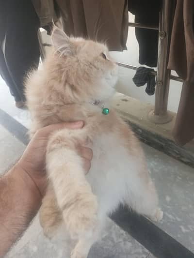 PERSAIN CAT FOR SALE