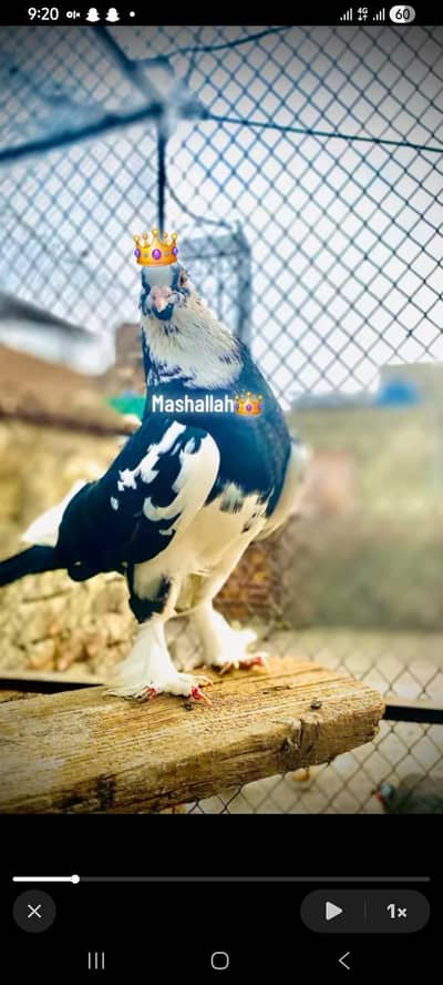 King size germen breeder pair