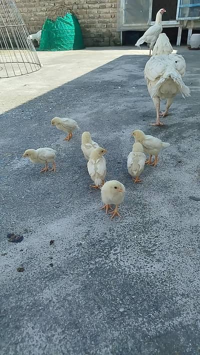 Paper white home breed  chicks