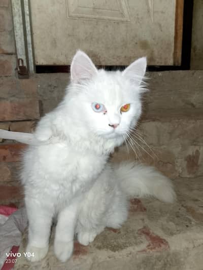 persian white kittens