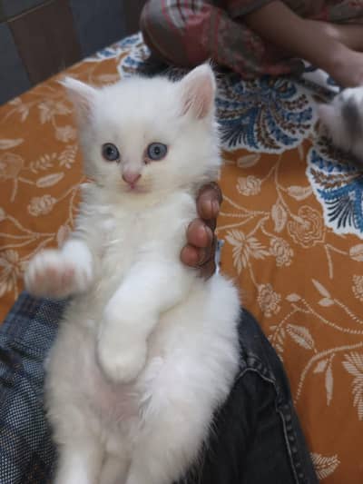 Persian kittens for sale