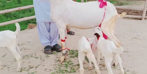 3 Bacchon Ka Sath Gulabi Bakri For Sale, +03425820107