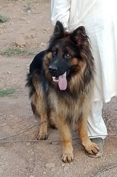 German Shepherd Imported Triple Coat