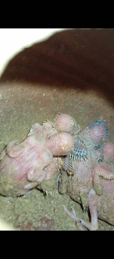 Australian budgie parrot babies for sale