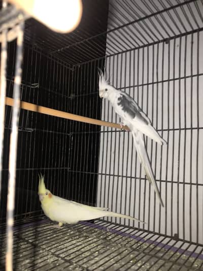 cocktails setups for sale 6 pair