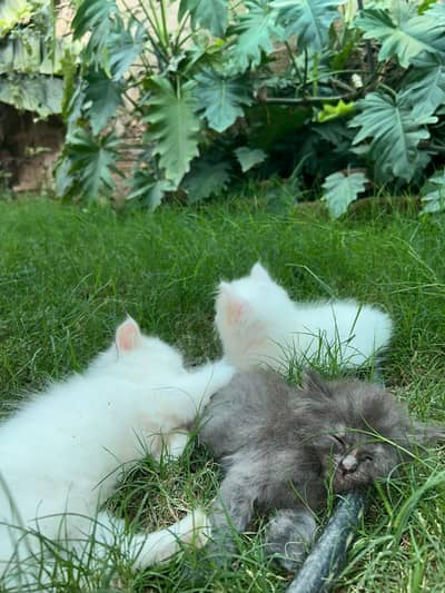Persian kittens