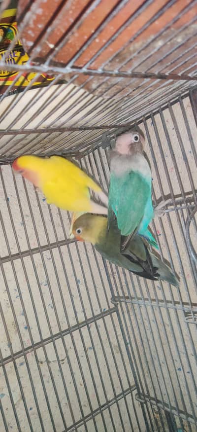parblue love bird for sale  one Latino male available