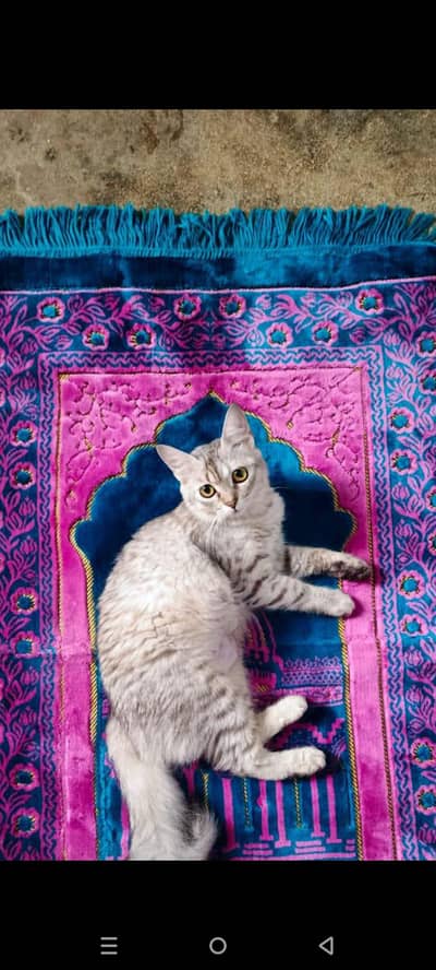 Persian cat 2 time bachy de chuki hai