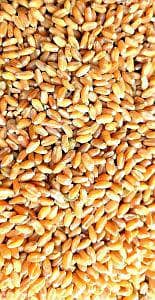 new/ crop/ daisy/ wheat/ Lahore/ Iqbal town