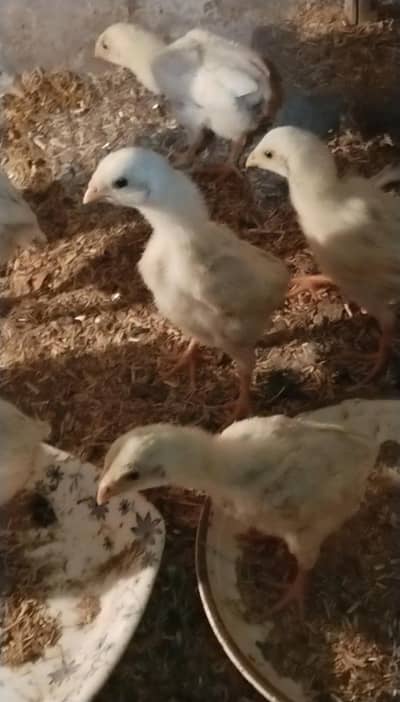 for sale shamoo chick