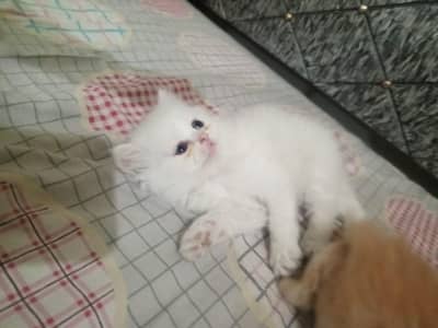 Persian Active Kitten