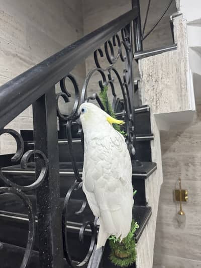 triton cacktaoo male