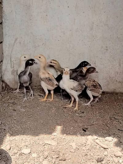 aseel chicks for sale Whatsapp number 03254740462