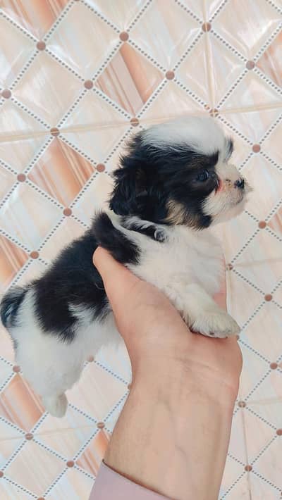 pure Shih tzu puppies