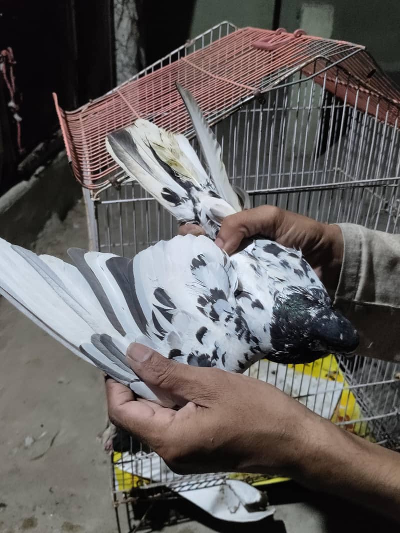 کابلی کابلی کبوتر & مومیا کالے گنڈے دار ہرے  اور  گھاگرے گندے دار ہیں 14