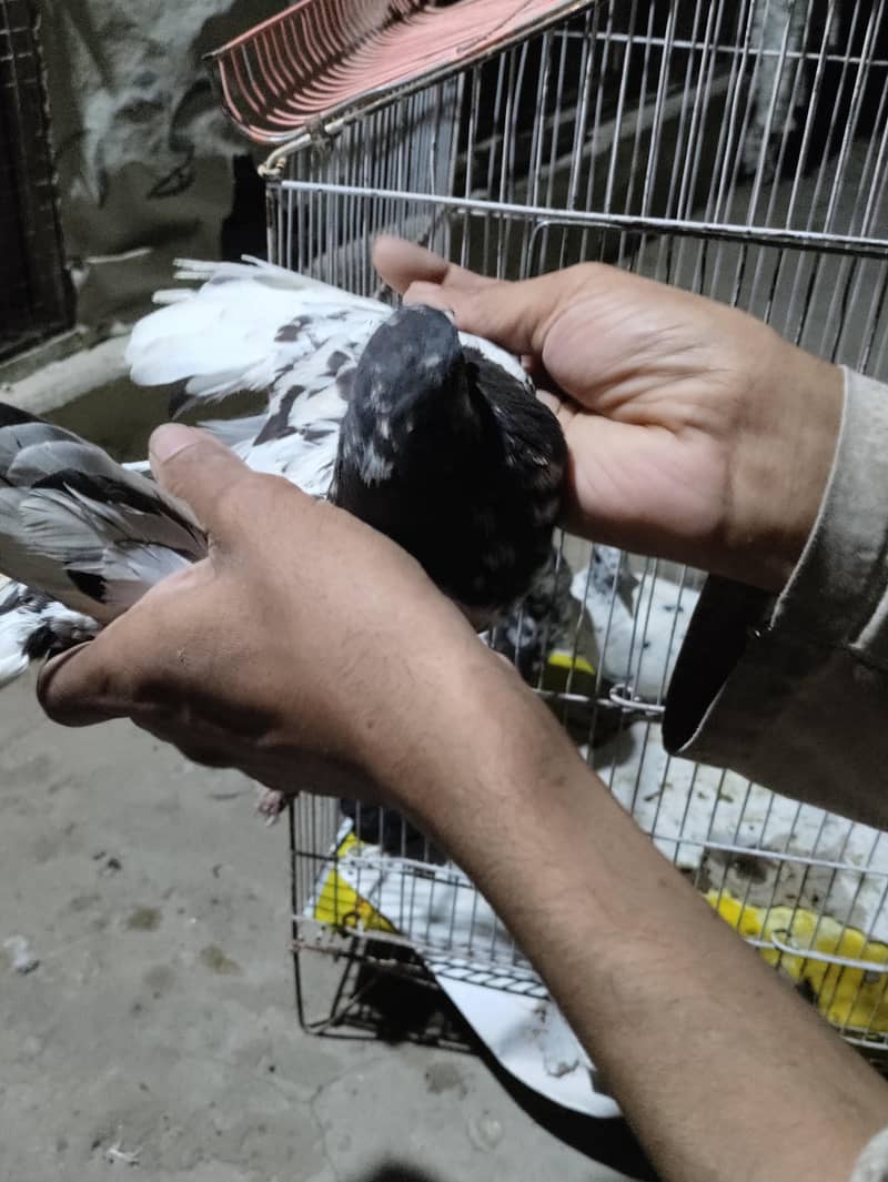 کابلی کابلی کبوتر & مومیا کالے گنڈے دار ہرے  اور  گھاگرے گندے دار ہیں 15