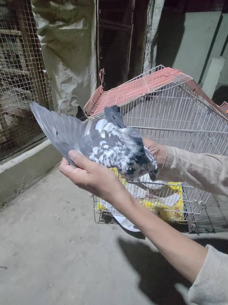 کابلی کابلی کبوتر & مومیا کالے گنڈے دار ہرے  اور  گھاگرے گندے دار ہیں 17