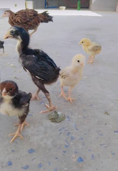 Aseel chicks available for sale