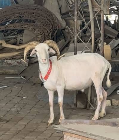 Menda sheep with unique horns 4 teeth