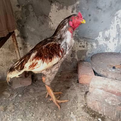 2 Aseel Pairs (Read Description)