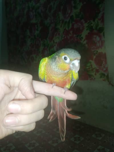babay cycle dubbal tame conure 7000