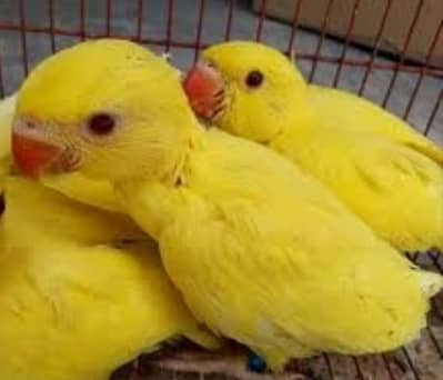 Yellow ringneck Chick