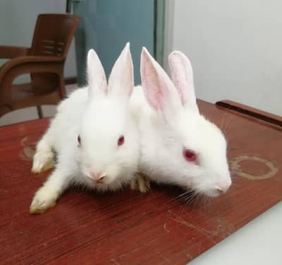 Rabbit babies pair for sale Pure white Red eyes babies for kids